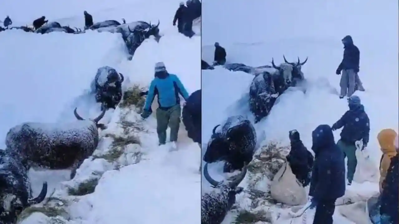 Ladakh Snowfall