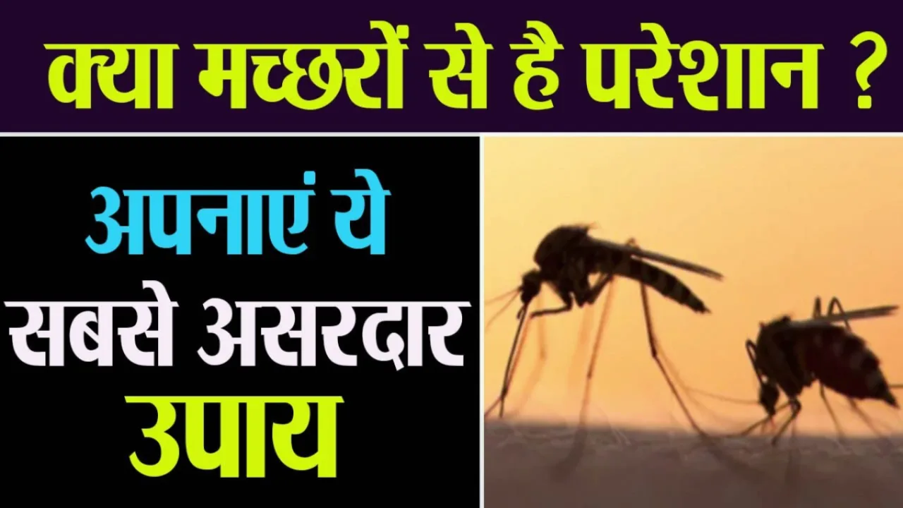 Get Rid Of Mosquito