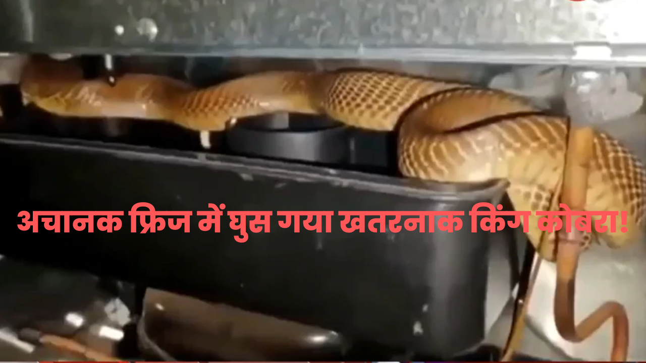  cobra in fridge 