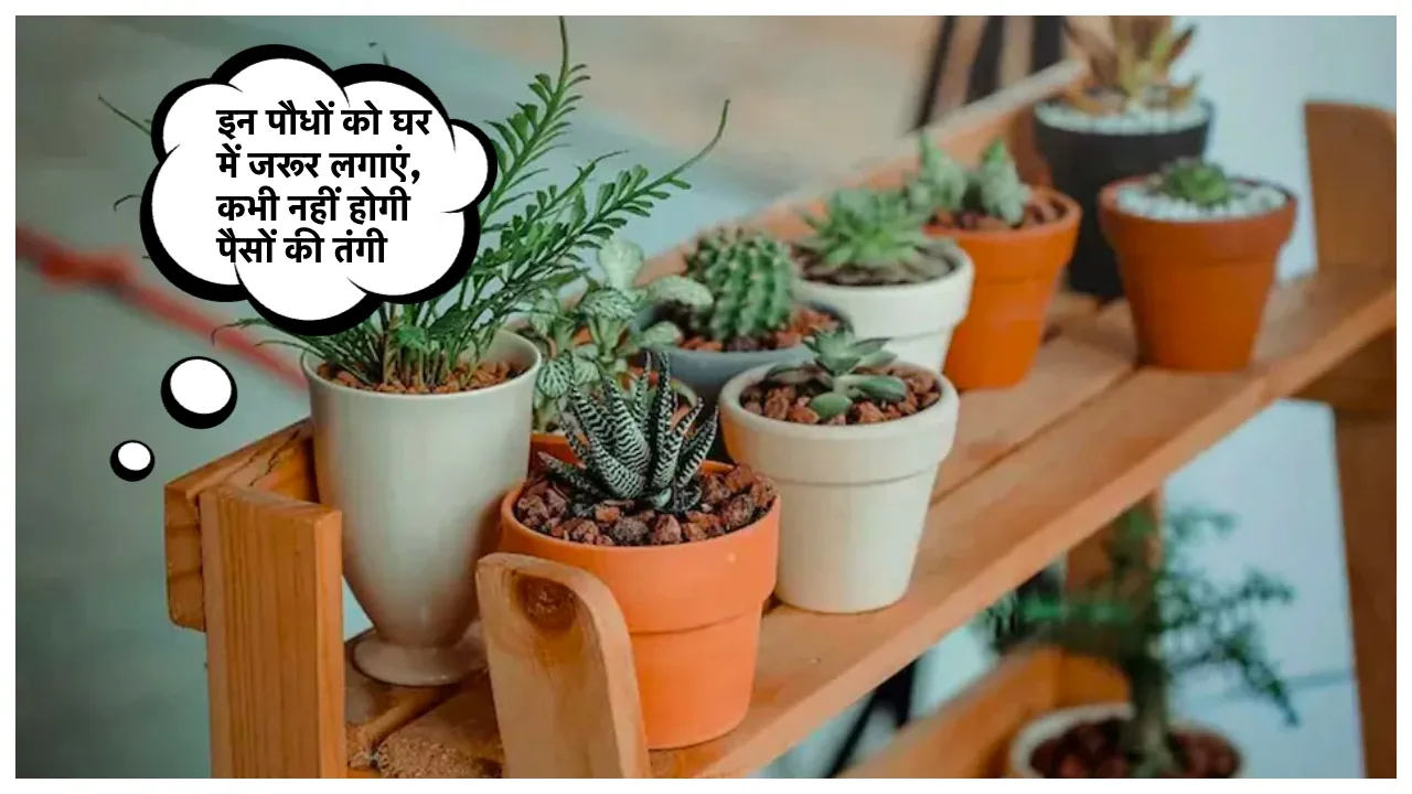 Lucky Plants: कर्ज और लोन मुक्ति के लिए घर में जरूर लगाएं सिर्फ एक ये पौधा, कभी नहीं होगी पैसों की तंगी
