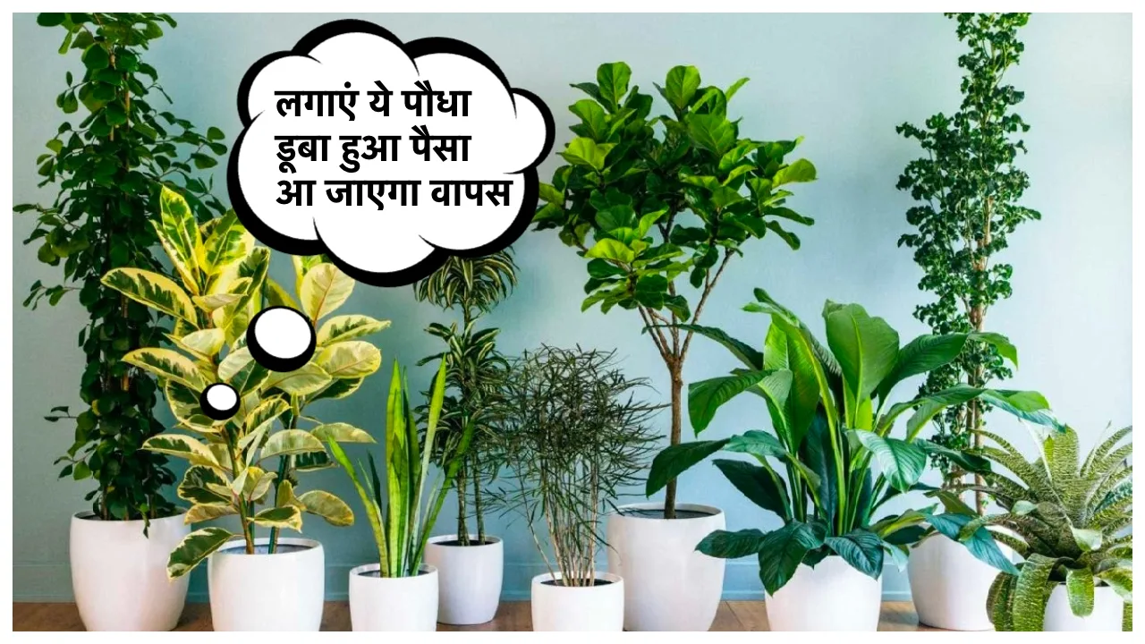 Lucky Plants: आज ही लगाएं अपने घर में ये पौधा, घर की तरफ खींचा आएगा धन, डूबा हुआ पैसा आ जाएगा 2 दिन में वापस