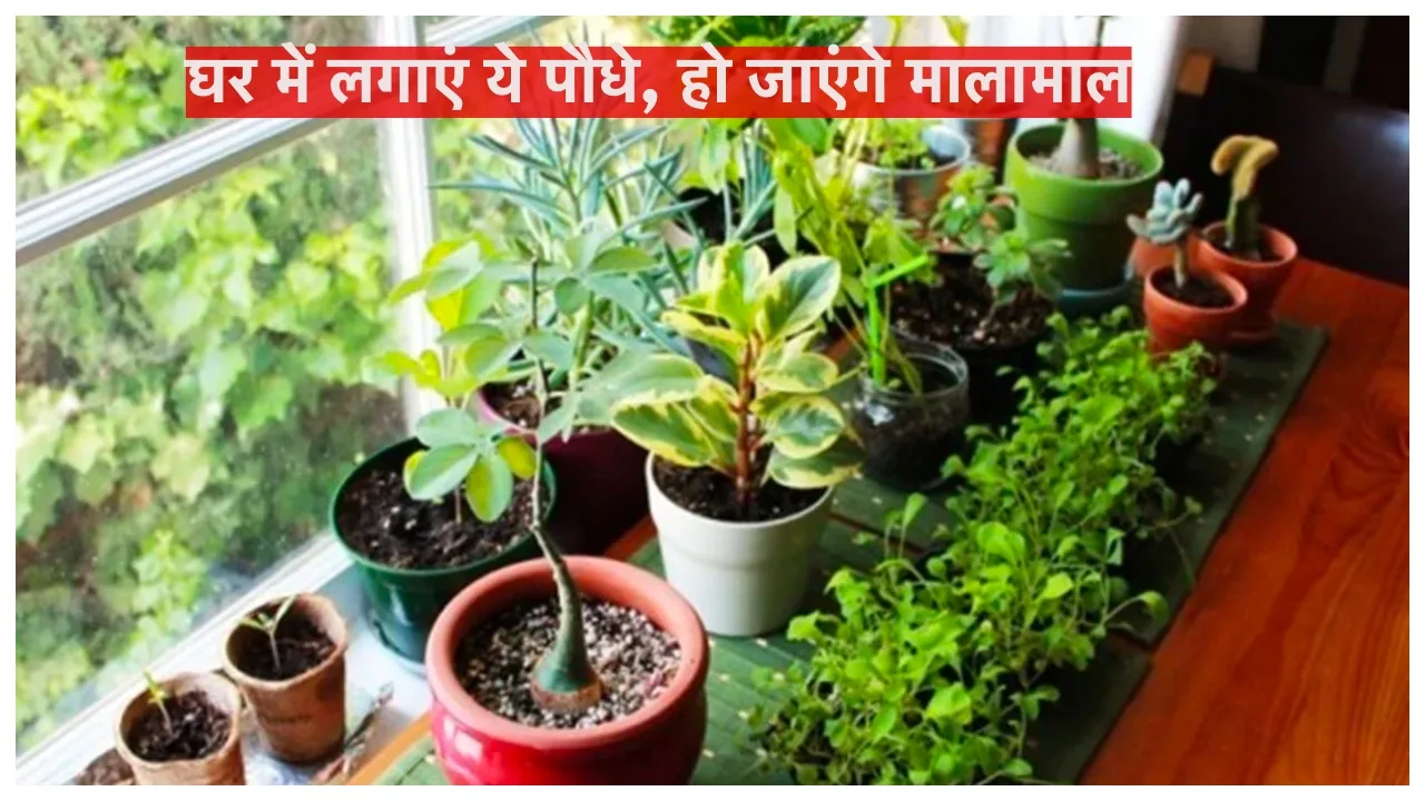 Lucky Plants:  मनी प्लांट नहीं बल्कि ये एक पौधा आपको बना देगा करोड़पति, घर आएगा खूब पैसा
