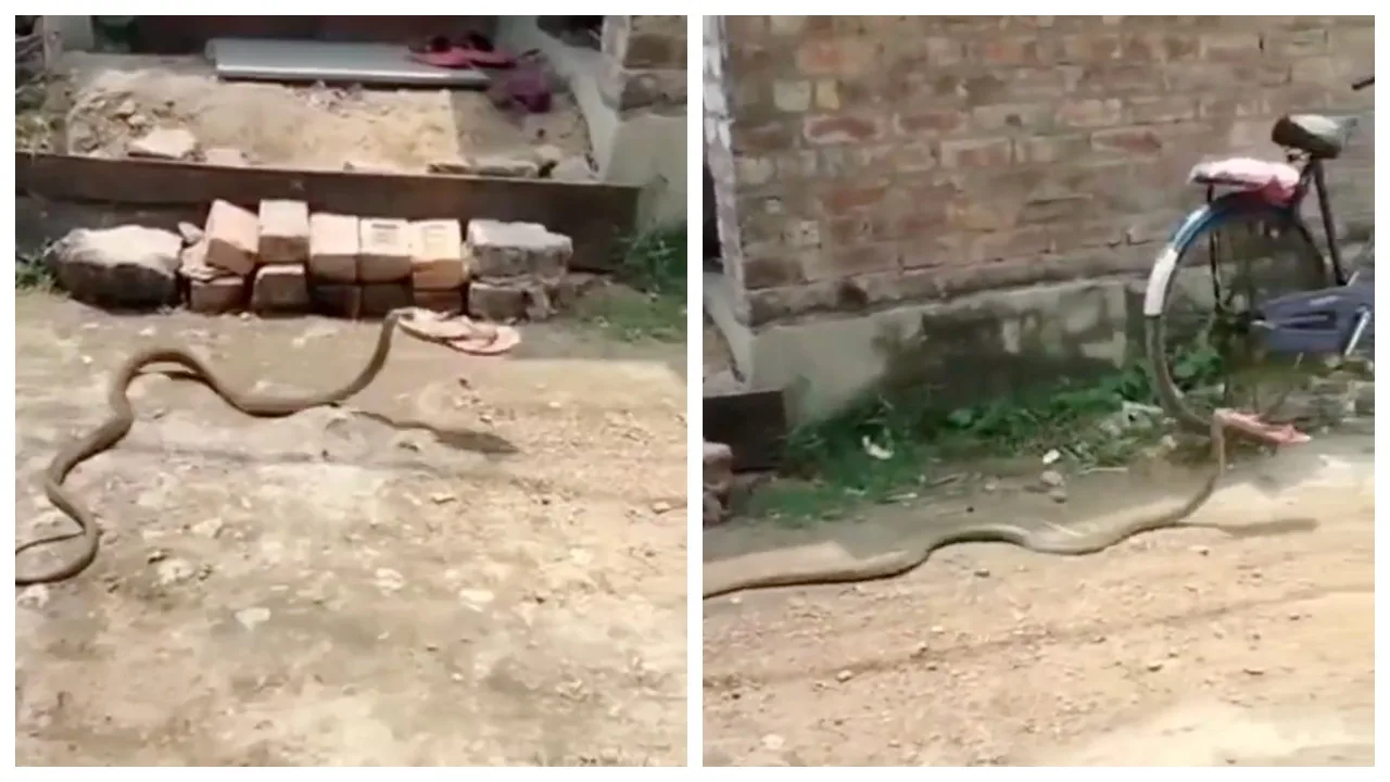 Snake Viral Video: महिला का चप्पल लेकर भागा इच्छाधारी नाग, फिर खेतों में जाकर करने लगा…