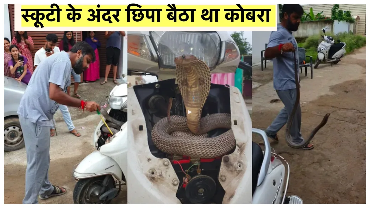 VIRAL: स्‍कूटी में छिपा बैठा था कोबरा सांप,सिर्फ पेचकस से अविनाश ने निकाला बाहर, देखें वीडियो