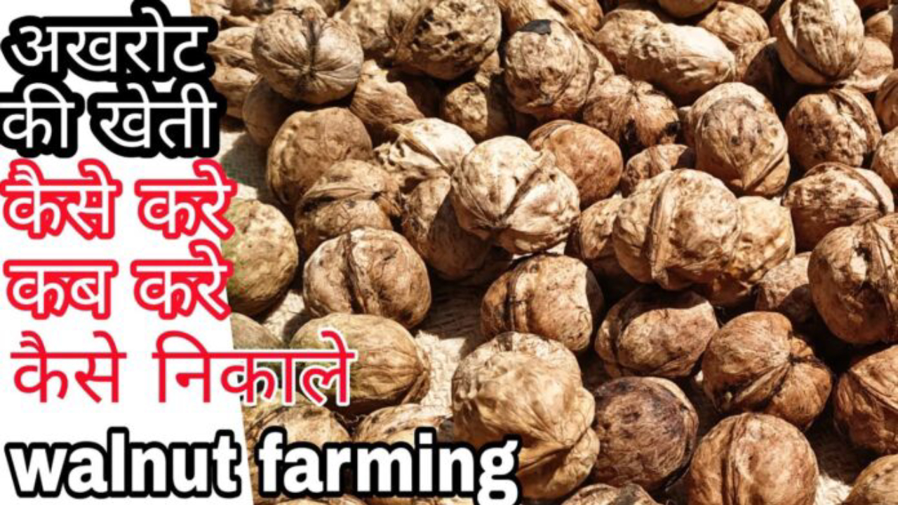 Walnut farming Business Idea
