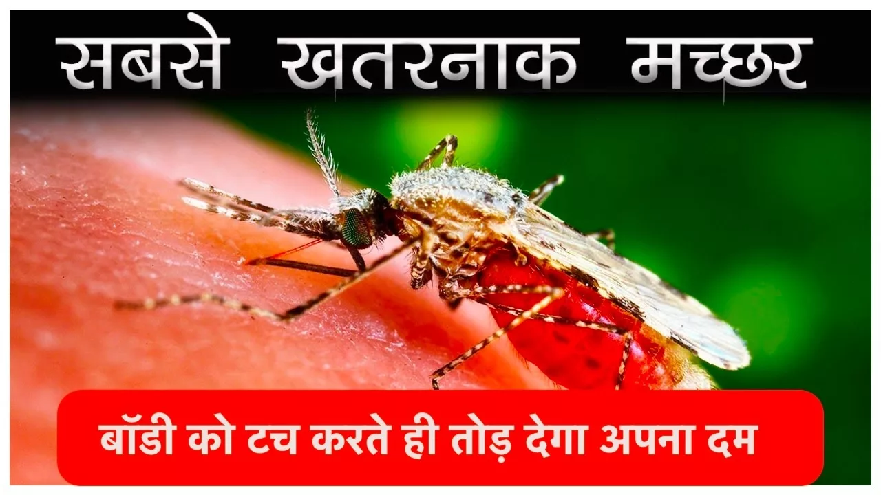 Mosquito Killer Tips
