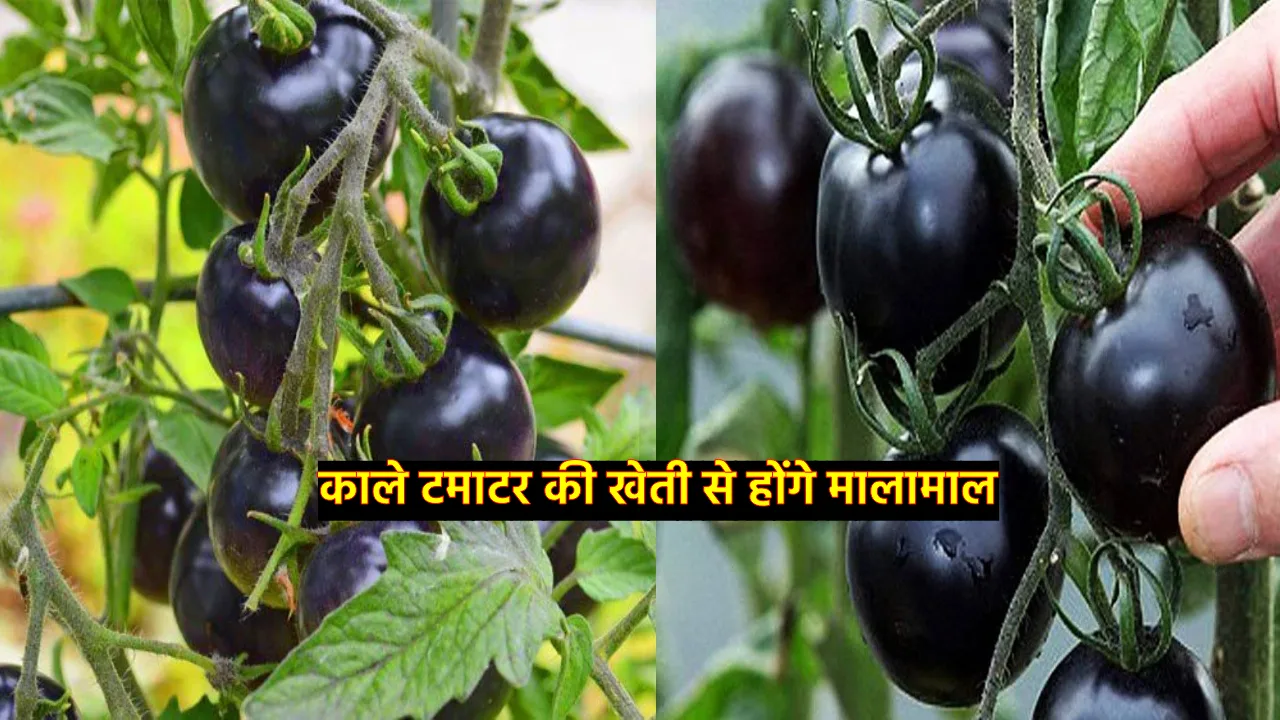Black Tomato Farming