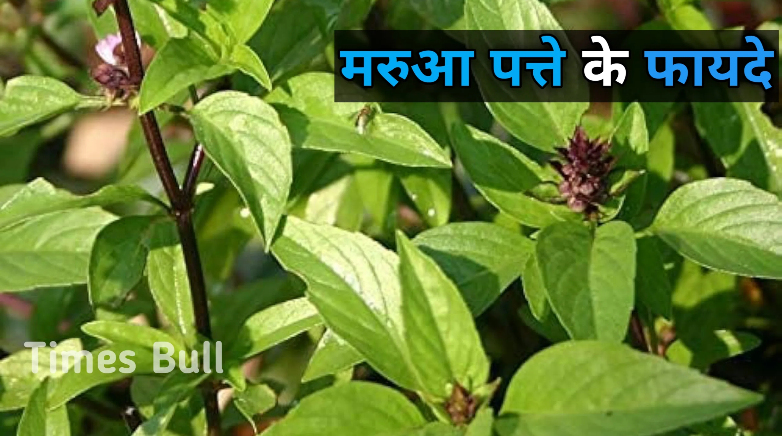 Marua Health Benefits: बढ़ते उम्र को कम करे सेवन करे ये पौधा, जानें 6 और बड़े फायदे!