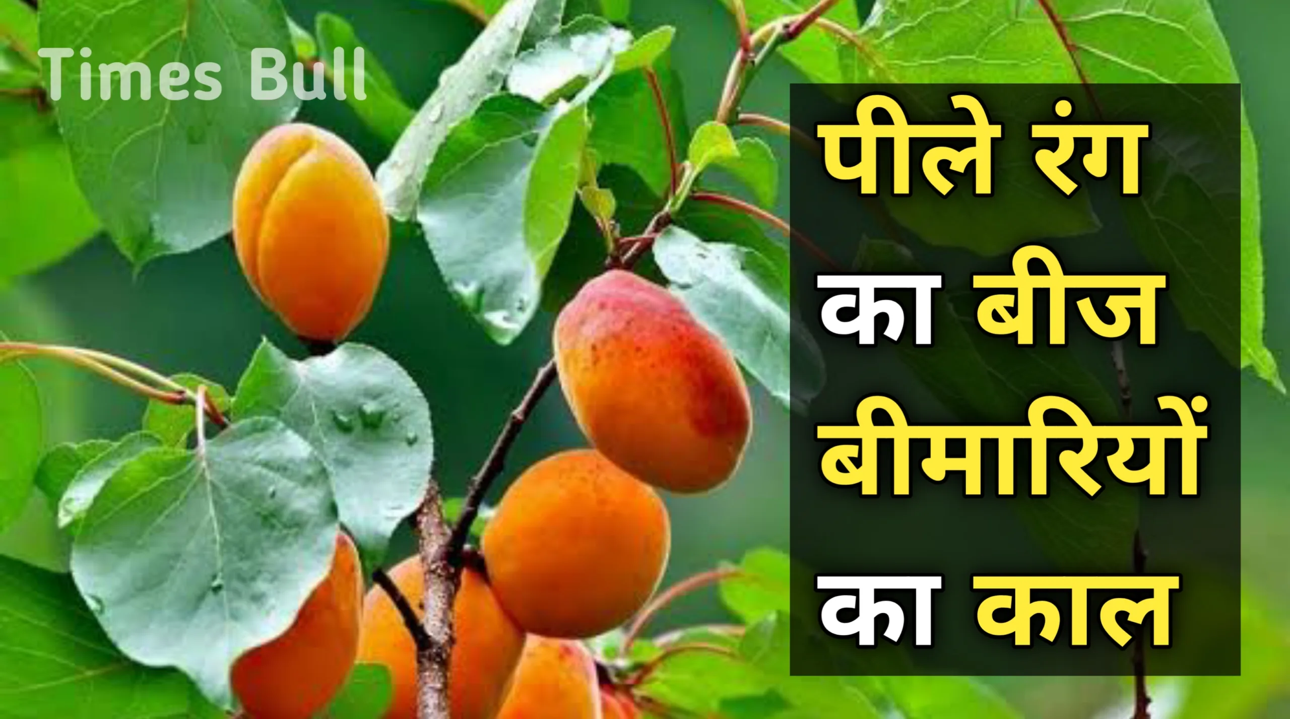 Apricot Benefits:पीले रंग का यह बीज बीमारियों के लिए काल,जाने पीले रंग के बीज का राज!