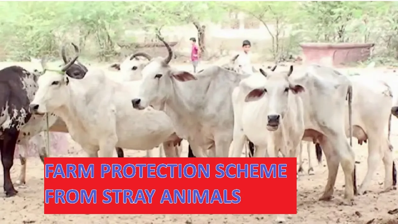The government has given the benefit of a new scheme to farmers, stray animals will not be able to harm the fields