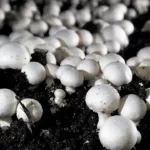 Mushroom Farming Business