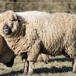 Sheep Farming Business