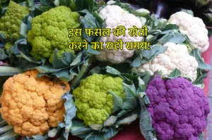 किसान इस फसल की करें खेती, कम लागत में हो जाएंगे मालामाल, बुआई करने का है सही समय