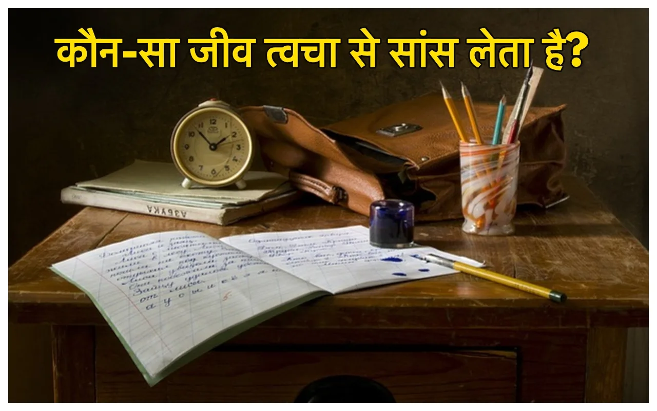 Trending GK Quiz : उल्लू...