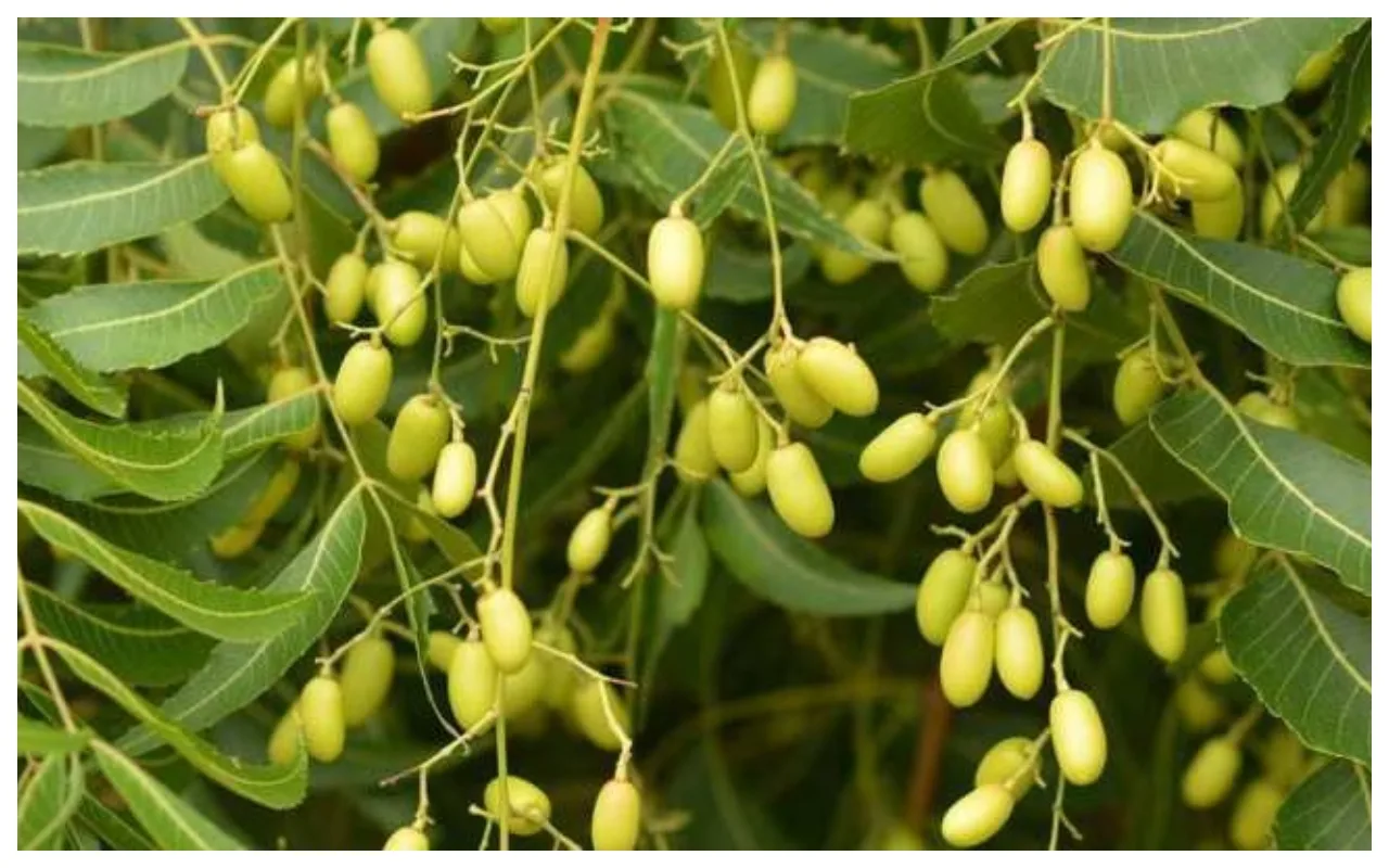 Lucky Plants