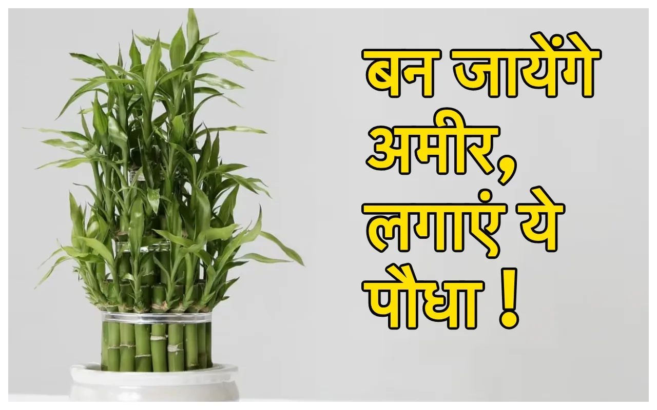 Lucky plants: अब भूल