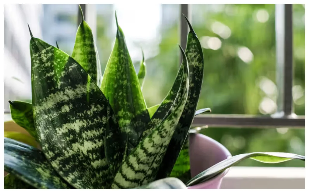 Lucky Plants