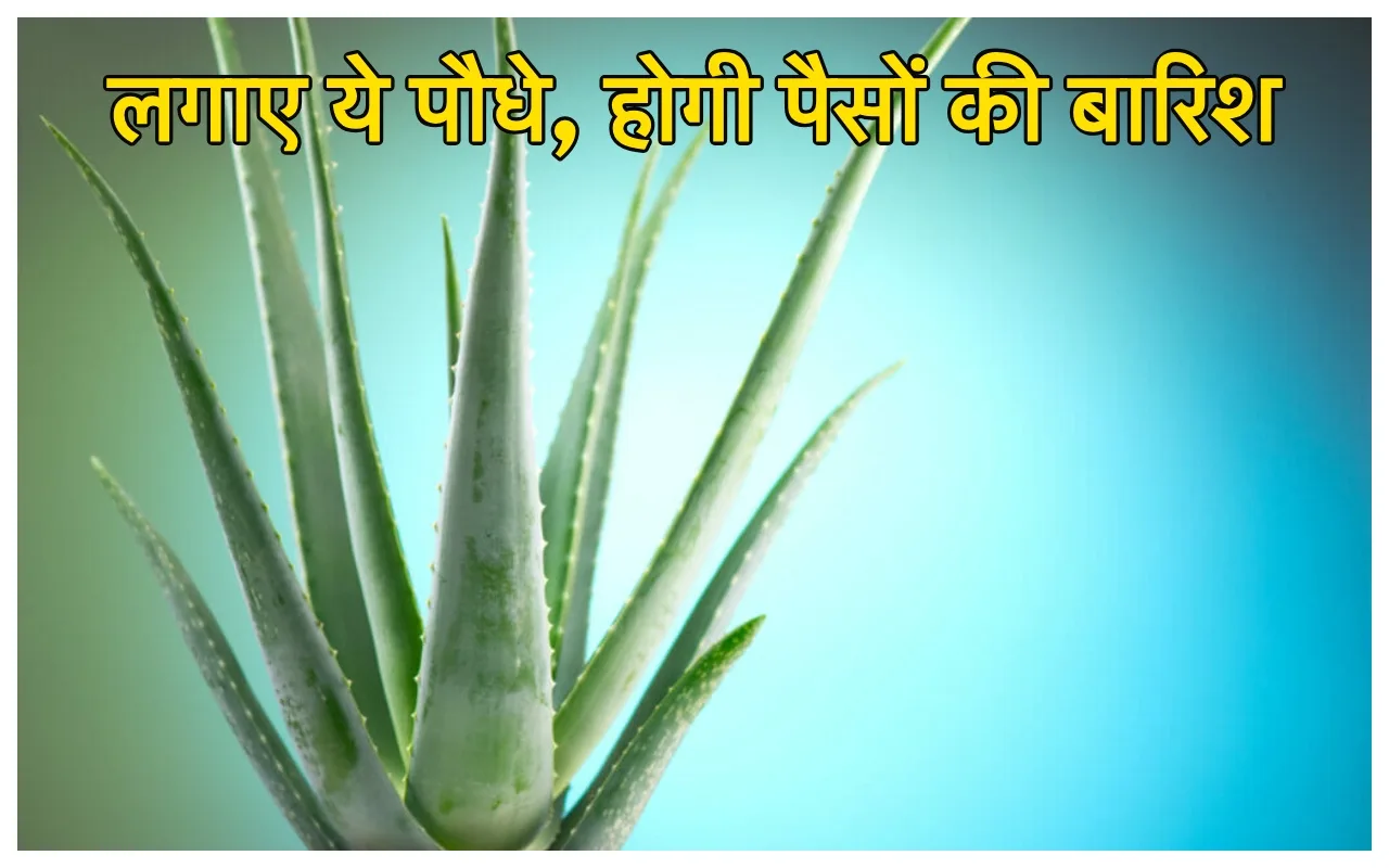 Lucky Plants: आज की