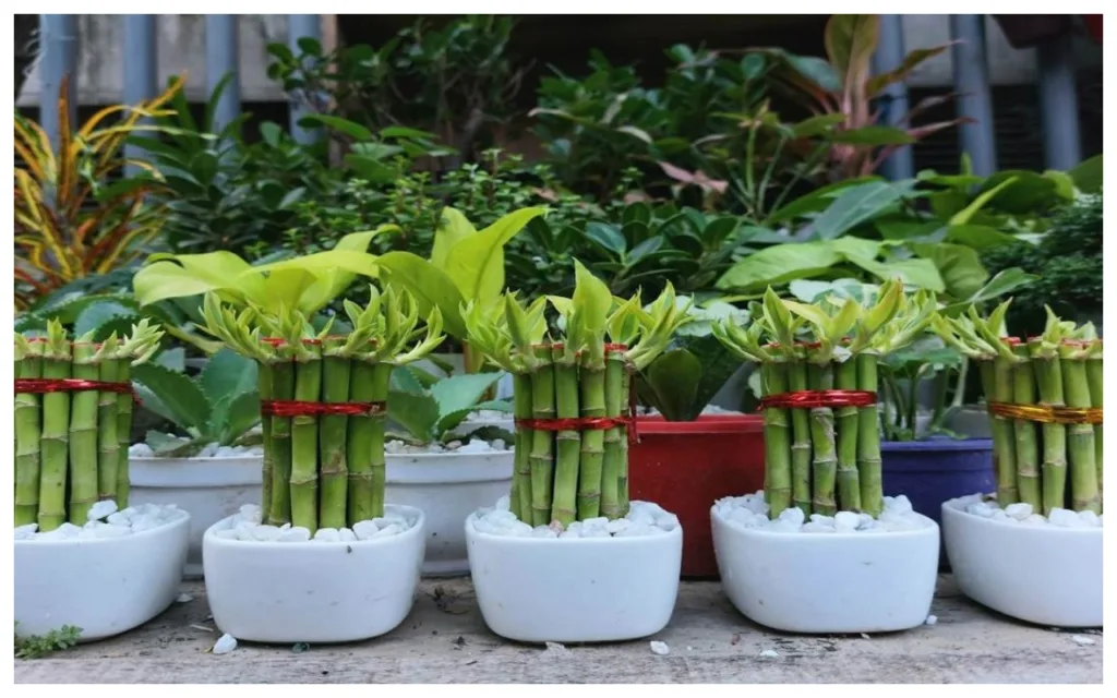 Lucky Plants: अमीर बनने के लिए अपने घर में लगाए आज ये पौधे! धन की होगी बरसात