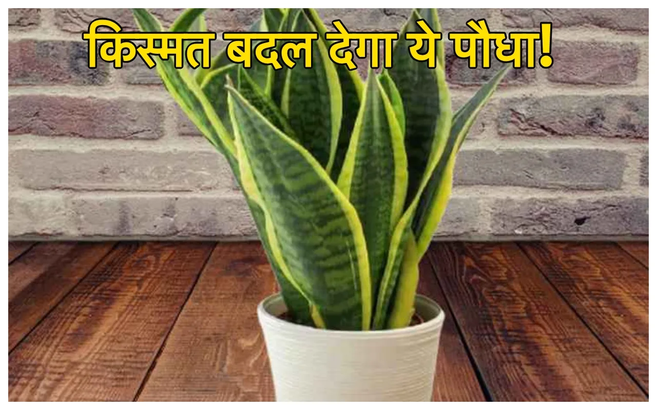 Lucky Plants: रातोंरात बदल