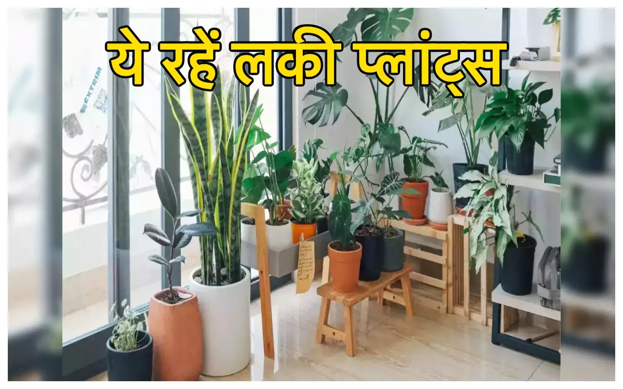 Lucky Plants: मनी प्लांट्स