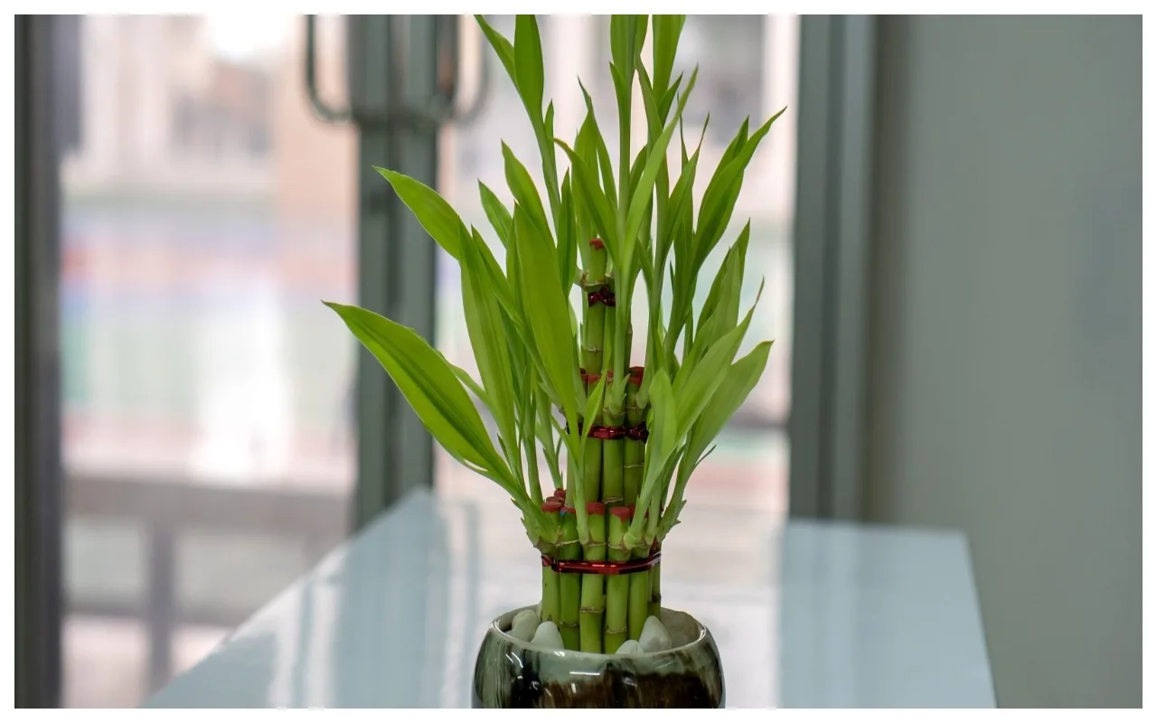 Lucky Plants