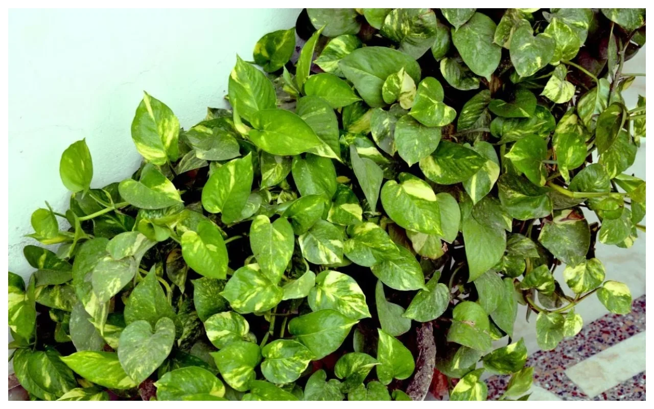 Money Plant