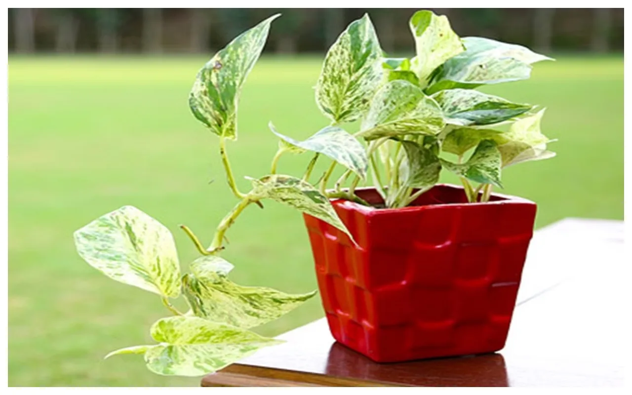 Money Plant