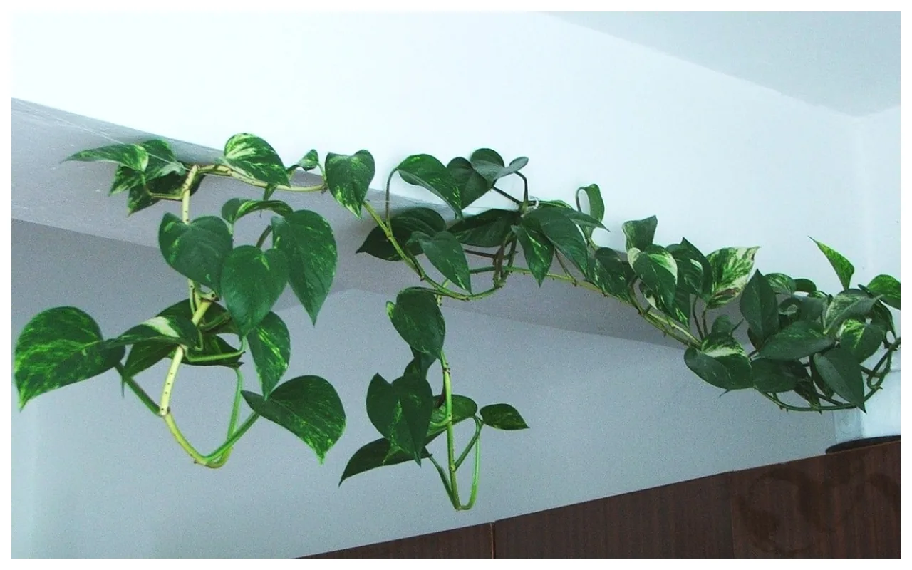Money Plant