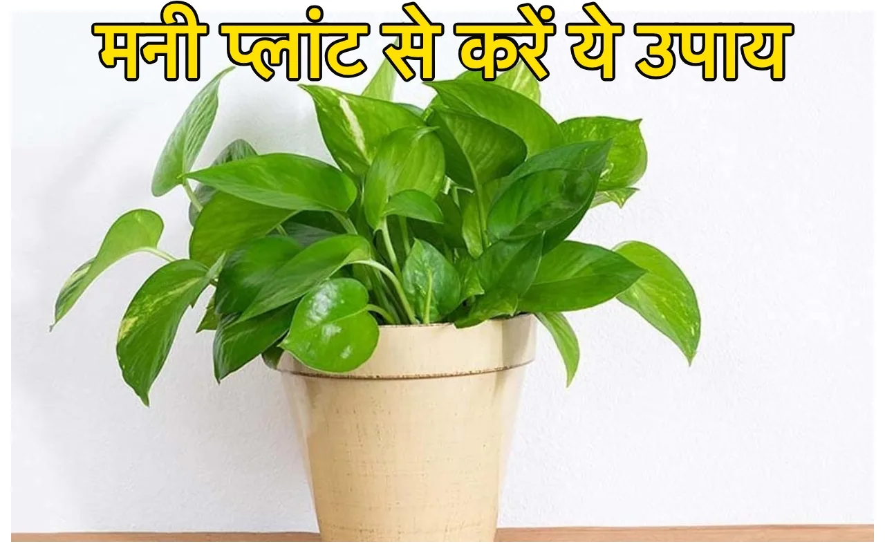 Money Plant Upay: मनी