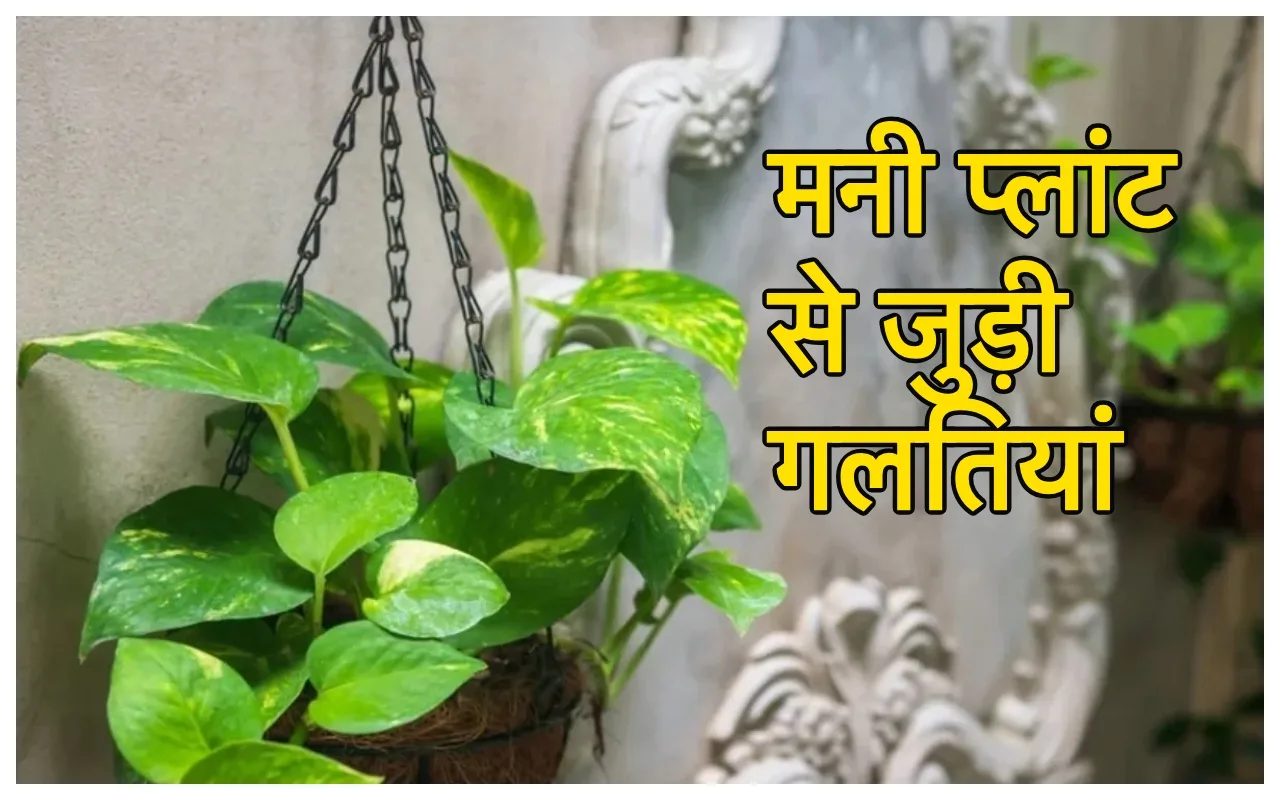 Money Plant: आ जायेंगे