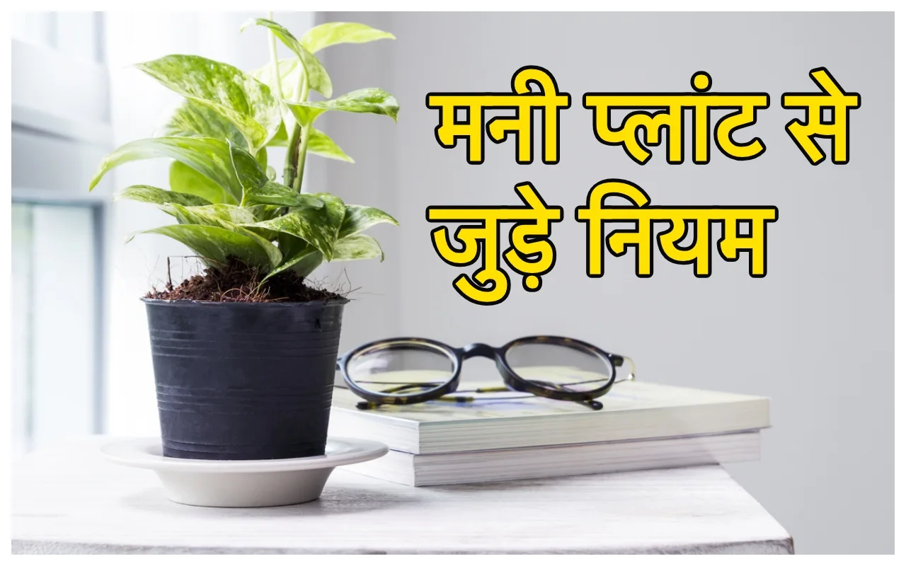 Money Plant: मनी प्‍लांट