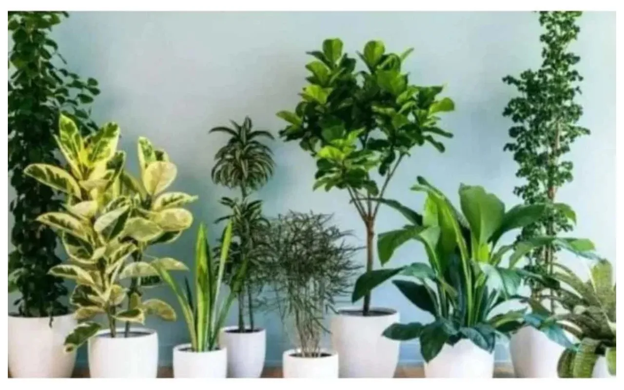 Money Plant