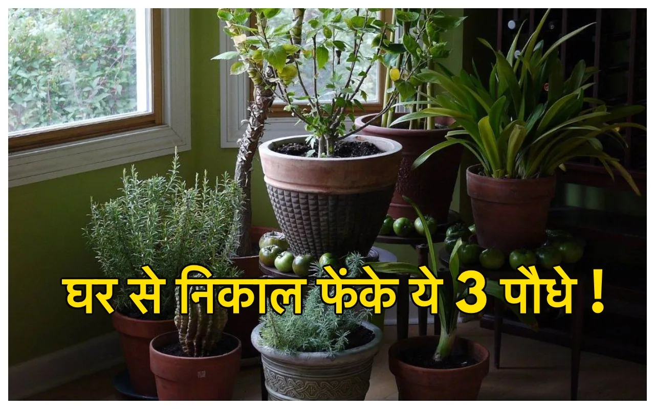 Unlucky Plants: अभी के