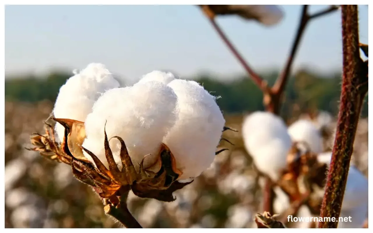 Unlucky Plant: घर में ये...