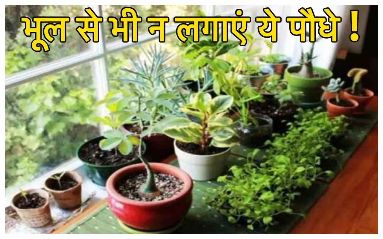 Unlucky Plants: घर के