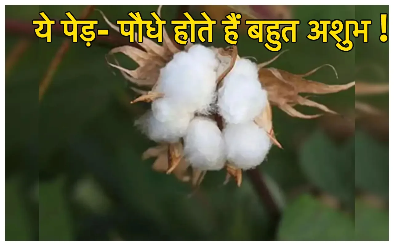 Unlucky Plants: घर से