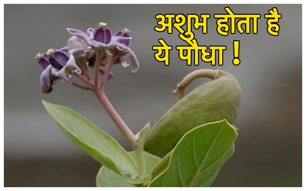 Unlucky Plants: खूबसूरत दिखने