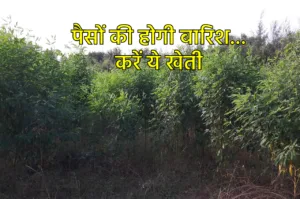 बिना पानी के होती है ये फसल, 5 किलो बीज में होगा 8 क्विंटल का उत्पादन, पैसों की होगी बारिश