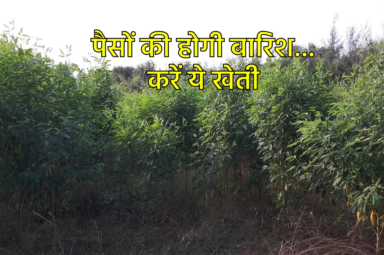 बिना पानी के होती है...