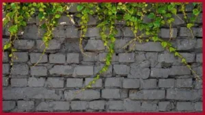 Home Vastu Tips: घर की दीवारों पर भूलकर भी न चढ़ने दें लताएं और बेलें, जानें क्या कहता है वास्तु