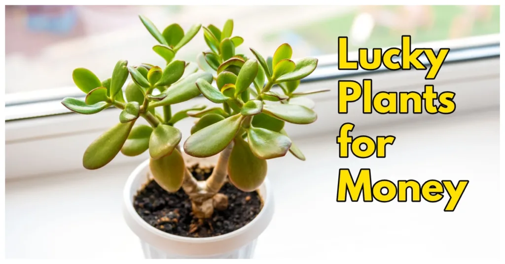 Lucky Plants for Money, Wealth and Prosperity: Boost Your Luck