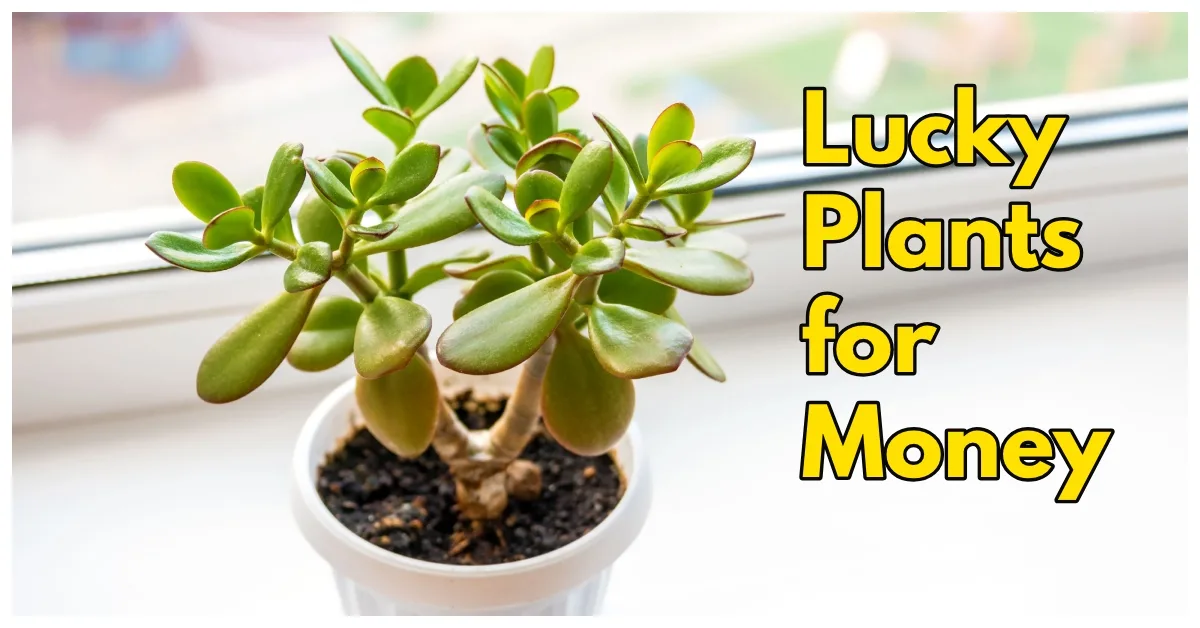 Lucky Plants for Money,