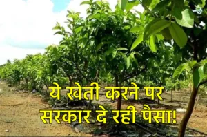 Farmers News: इसकी खेती करने पर सरकार देगी पैसा, लाभ उठाने के लिए ऐसे करें आवेदन