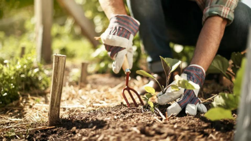 Start A Garden