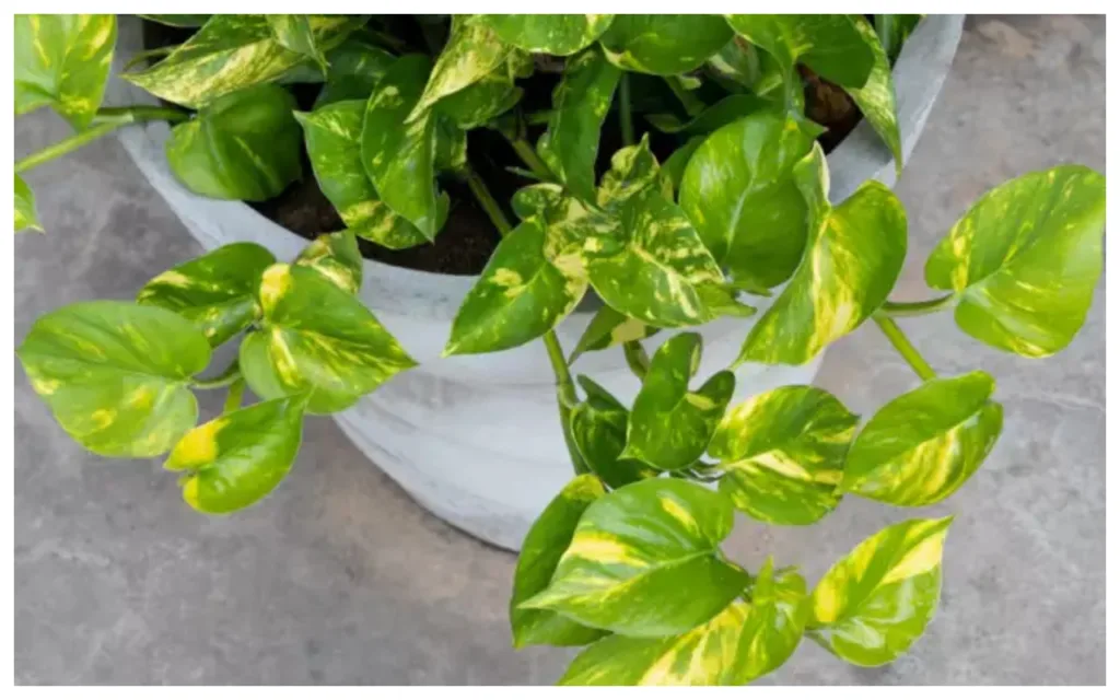 Money Plant: घर के इस दिशा में रखें मनी प्लांट का पौधा! पैसों से भर जाएगी आपकी तिजोरी