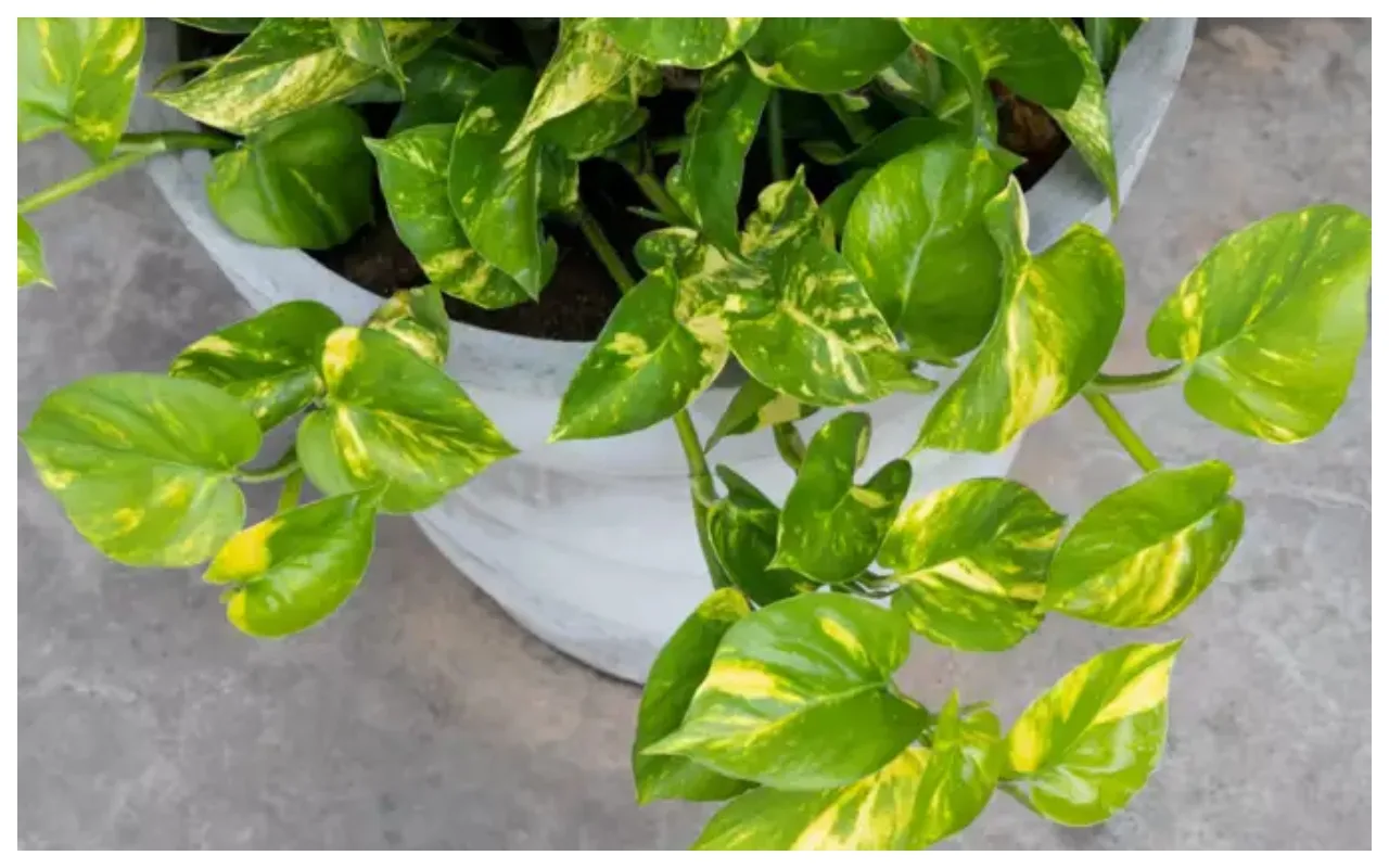 Money Plant: घर के इस...