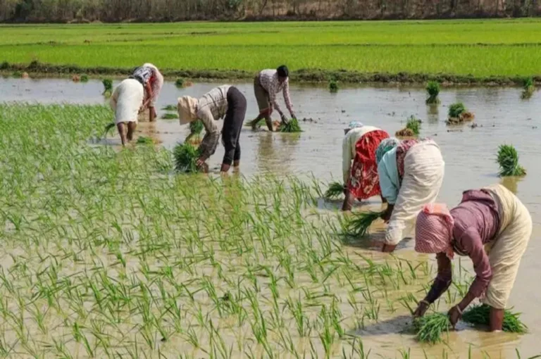 paddy crop 2024