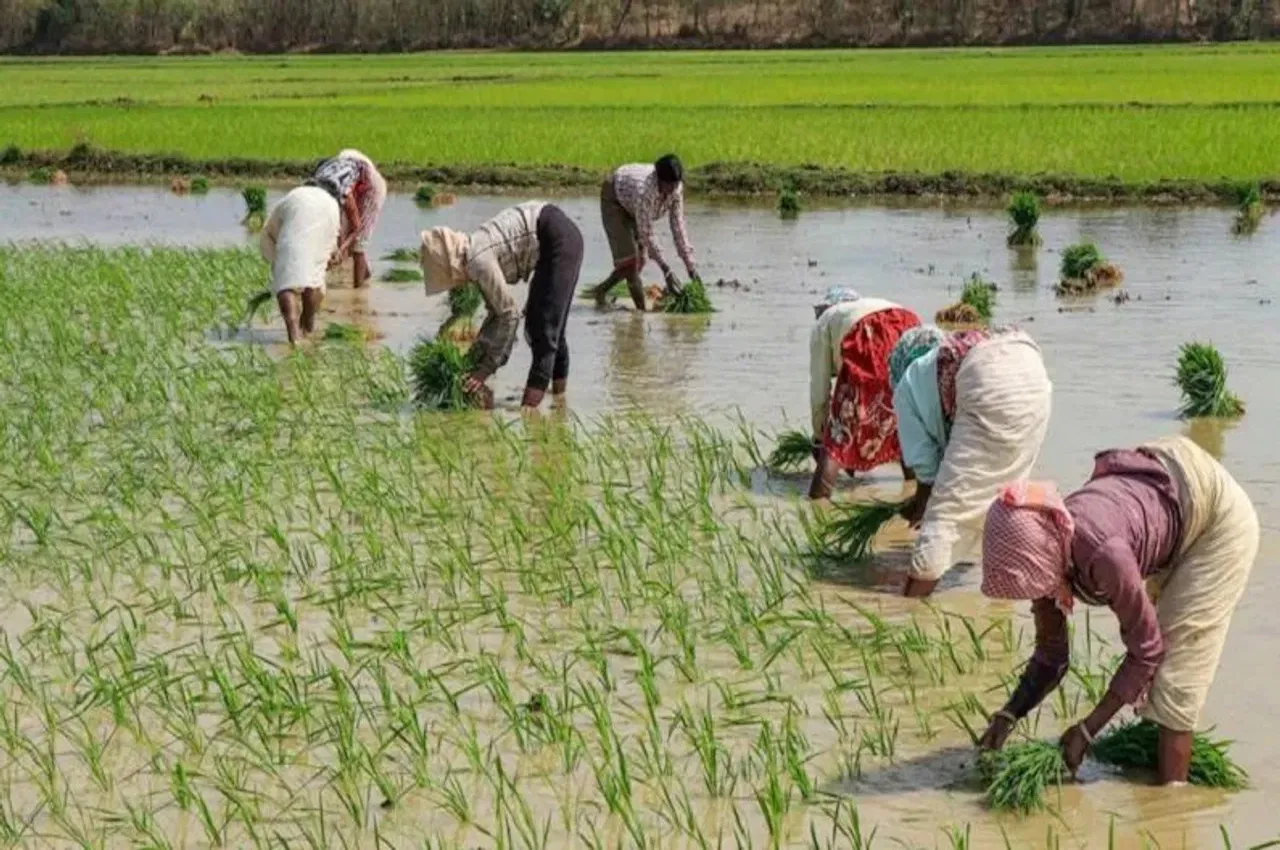 धान की फसल में खरपतवार...