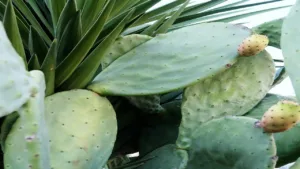Aloe Vera: For sunburn and skin healing